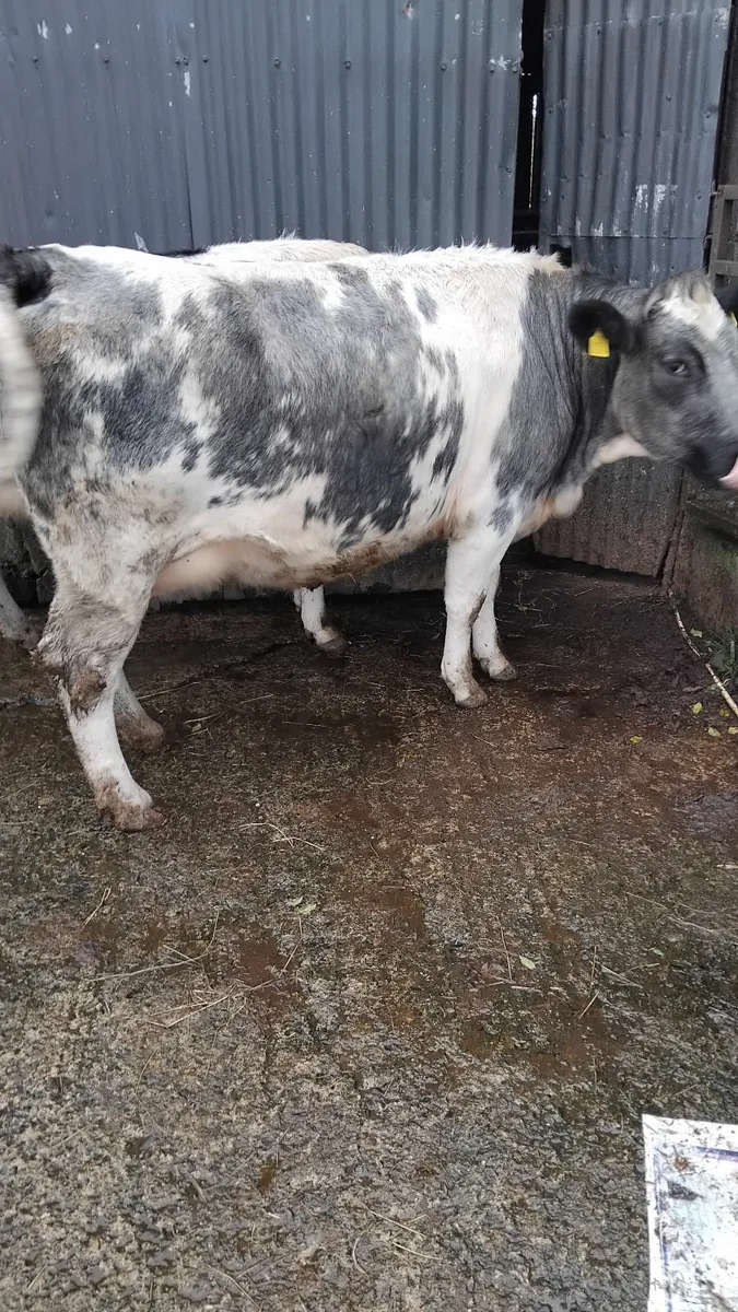2 in calf belguim blue heifers - Image 1