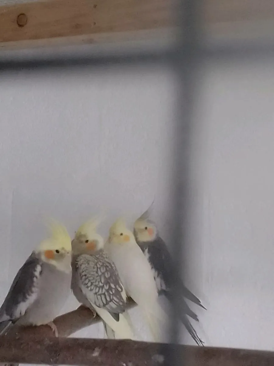 Birds - Image 1