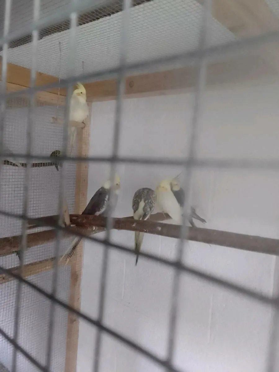 Birds - Image 2