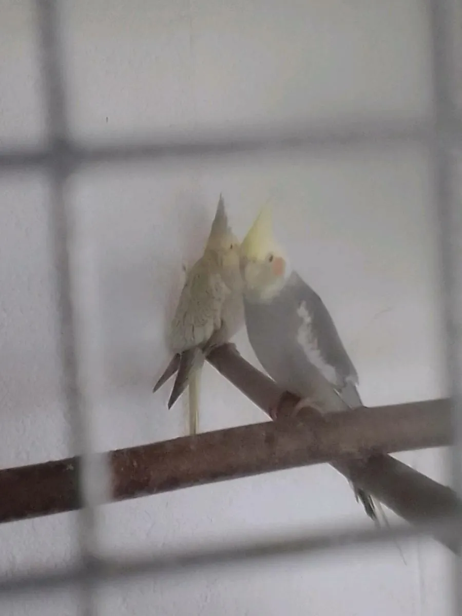 Birds - Image 3