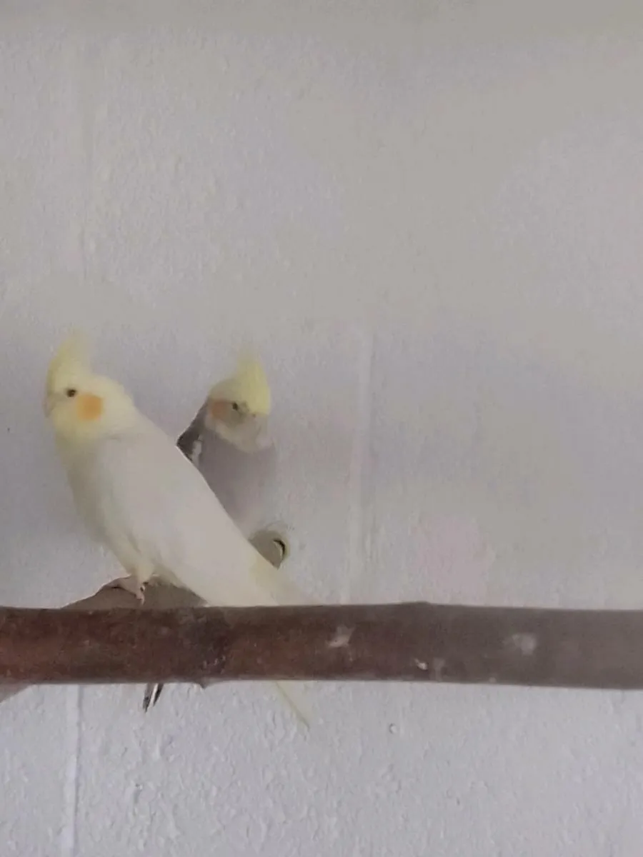 Birds - Image 4