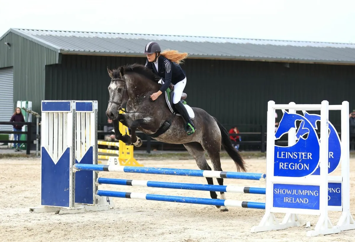 Potential showjumper - Image 1