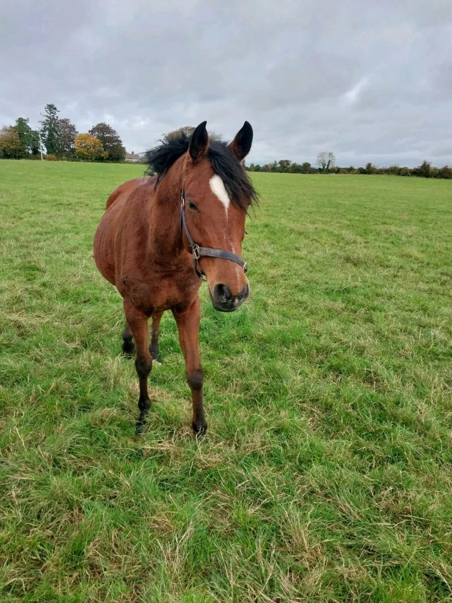 5 YEAR OLD PUREBRED ARAB PONY MARE FOR SALE - Image 1