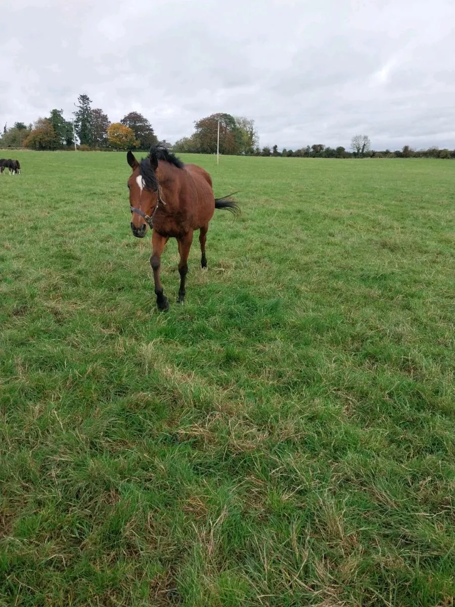 5 YEAR OLD PUREBRED ARAB PONY MARE FOR SALE - Image 2