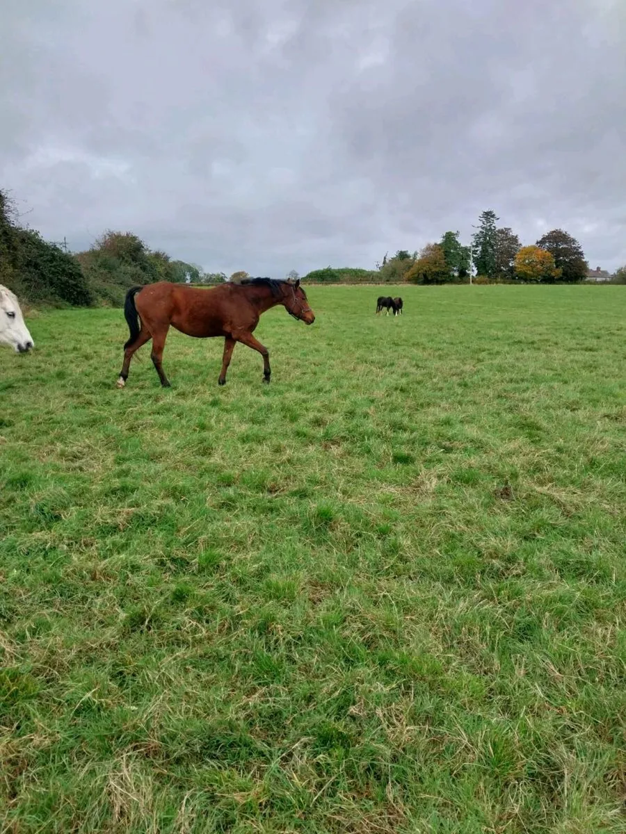 5 YEAR OLD PUREBRED ARAB PONY MARE FOR SALE - Image 3