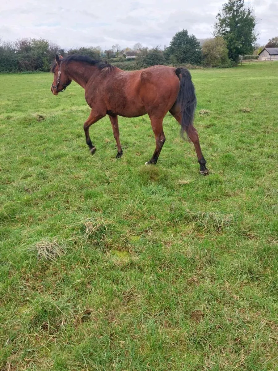 5 YEAR OLD PUREBRED ARAB PONY MARE FOR SALE - Image 4