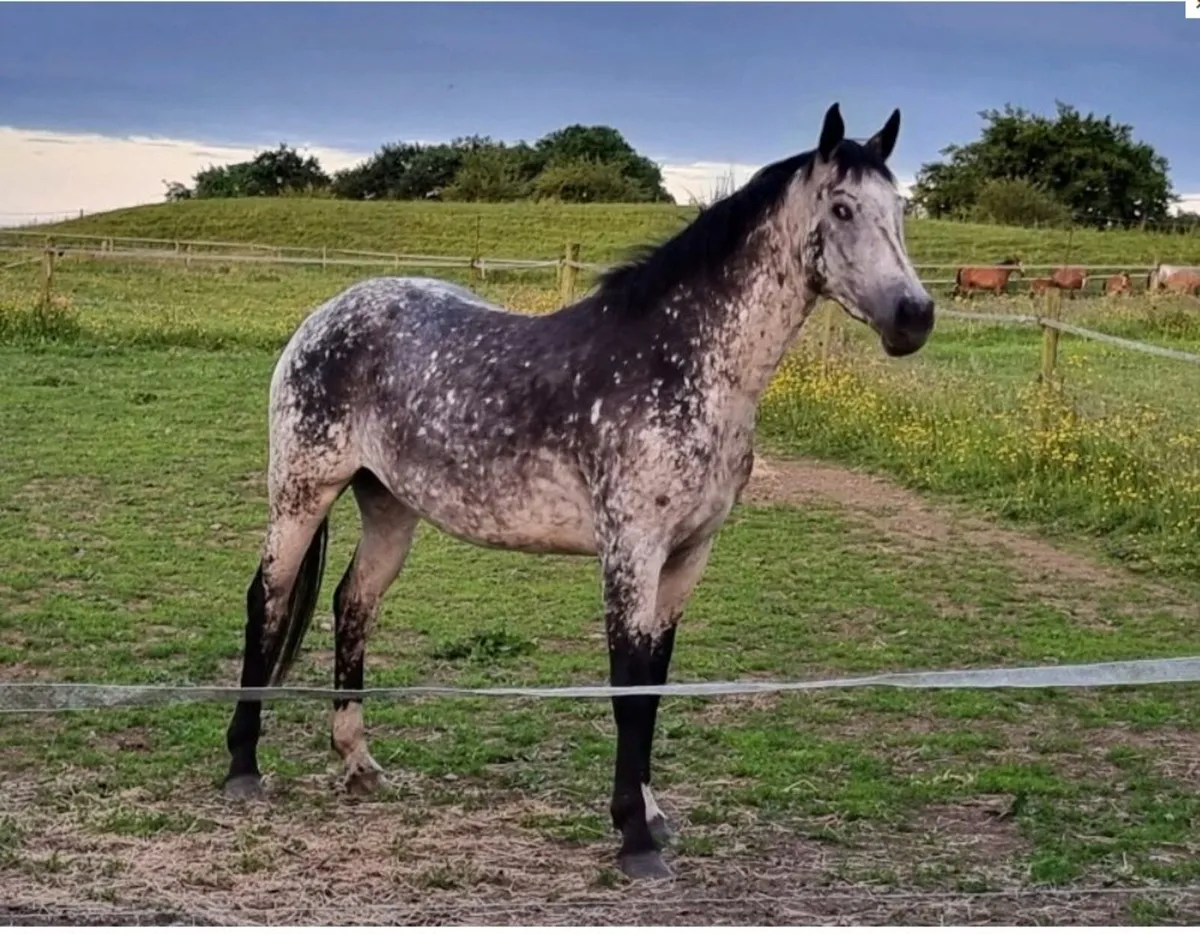 Potential showjumper - Image 3