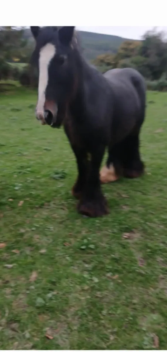 cob and foal - Image 2