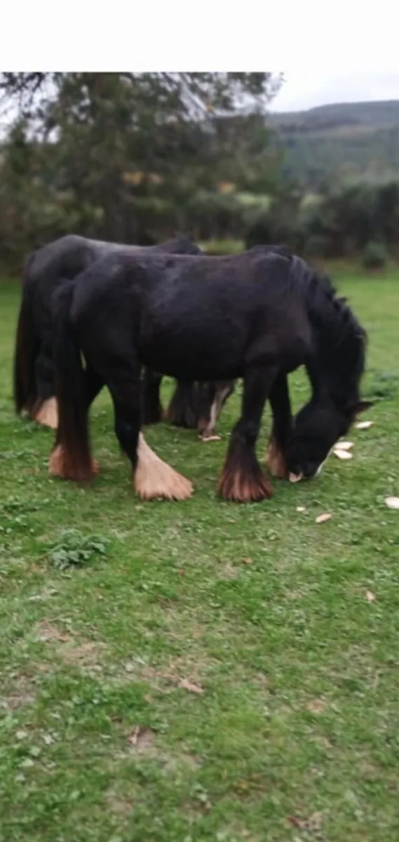 cob and foal - Image 3