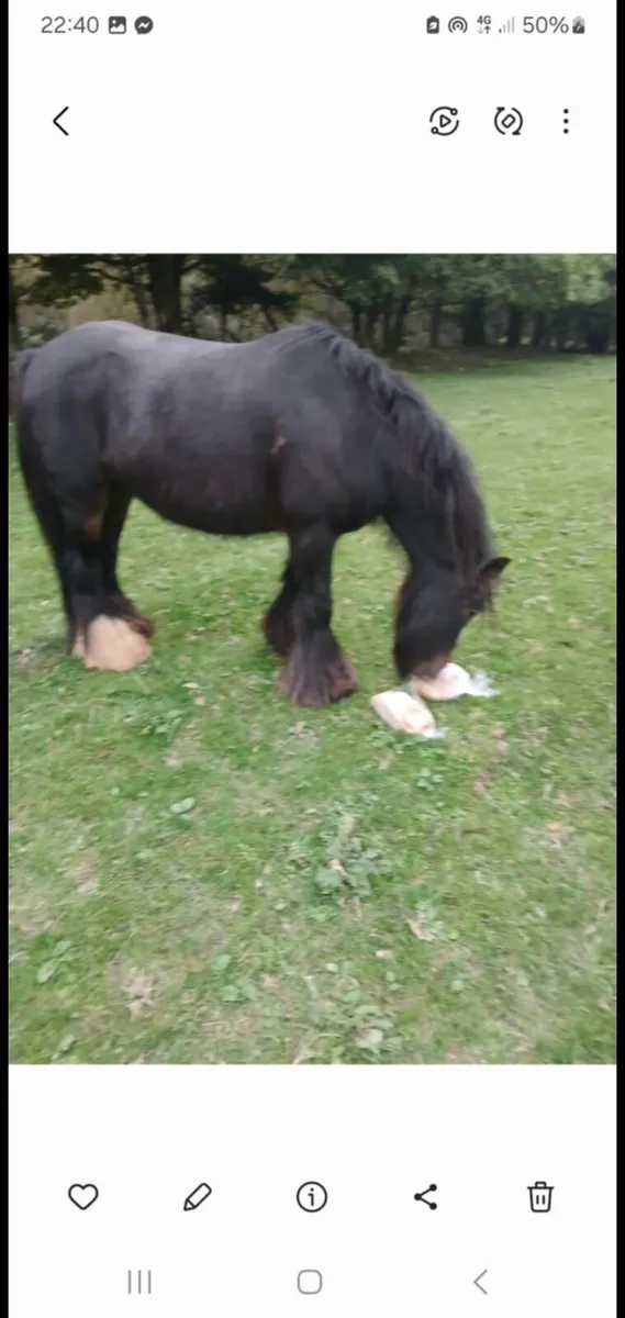 cob and foal - Image 4