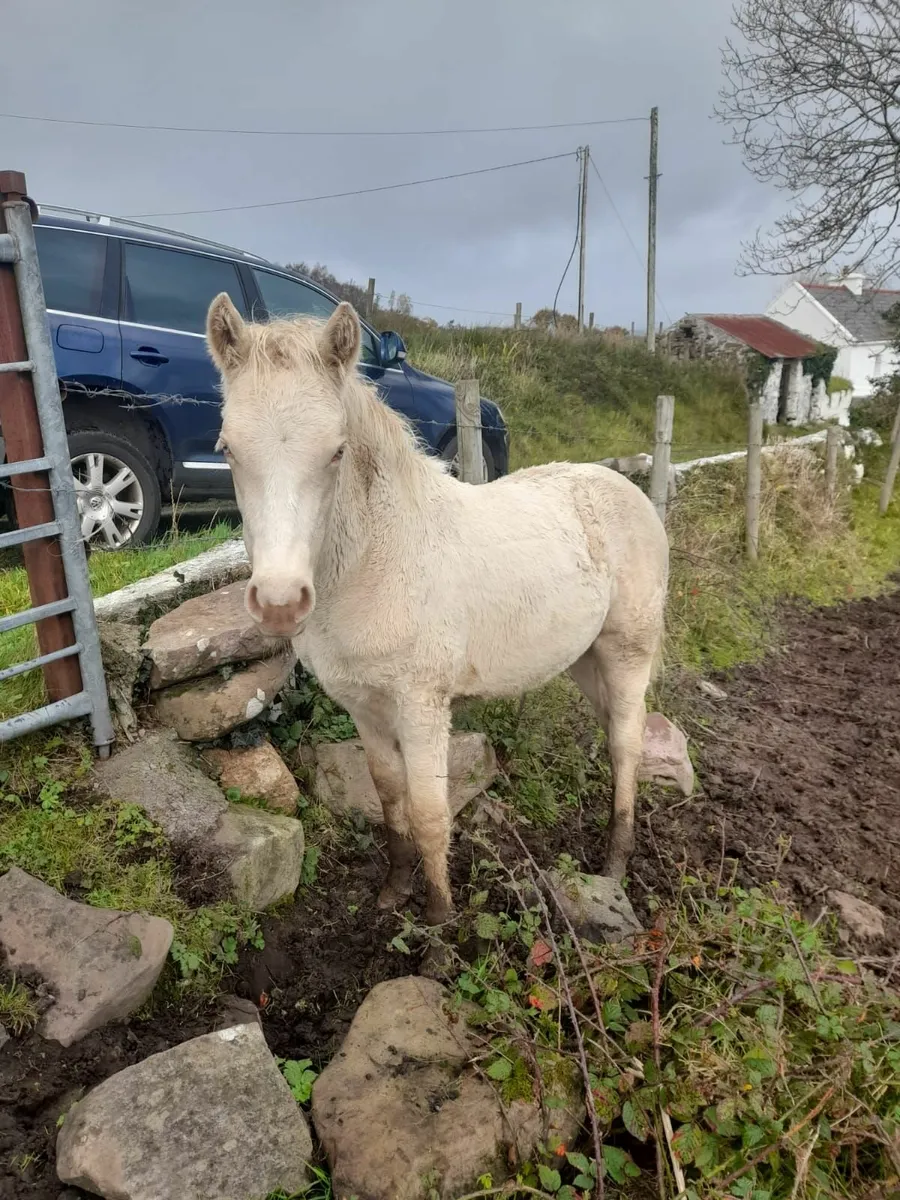 Pony - Image 1