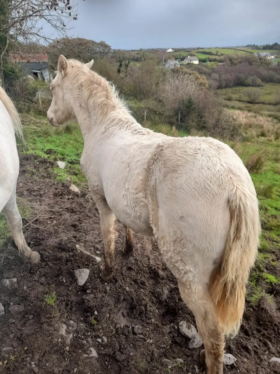 Pony - Image 2