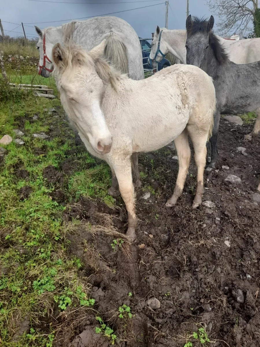 Pony - Image 3