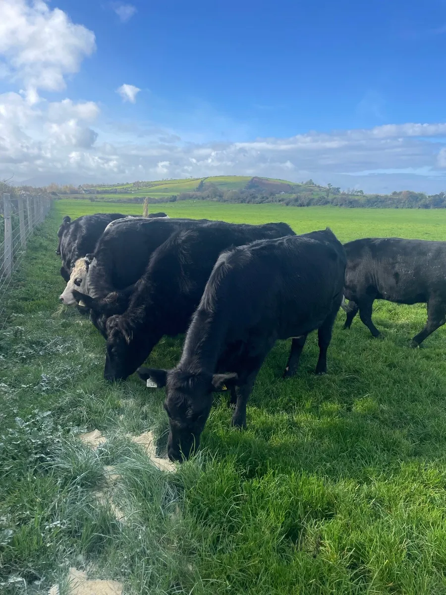 8 angus heifers - Image 1