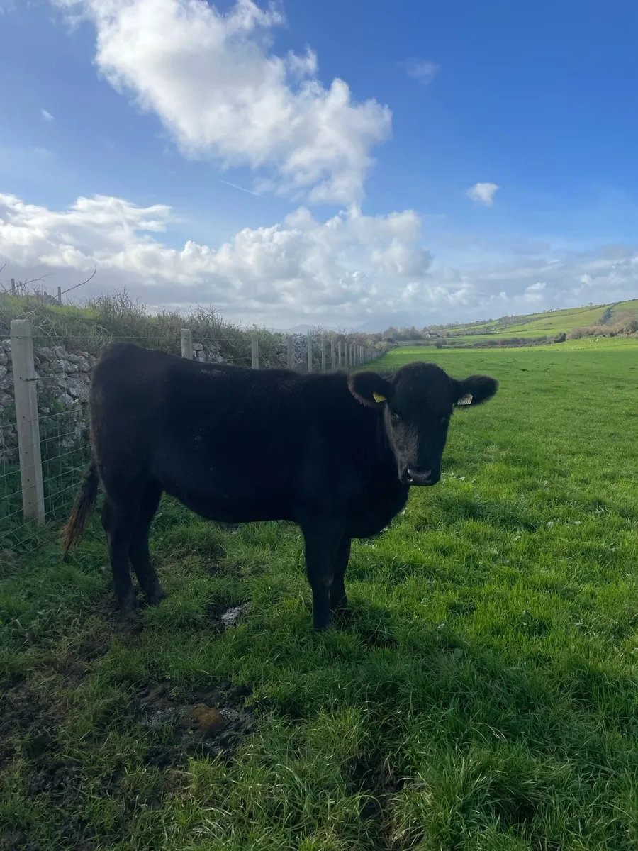 8 angus heifers - Image 2