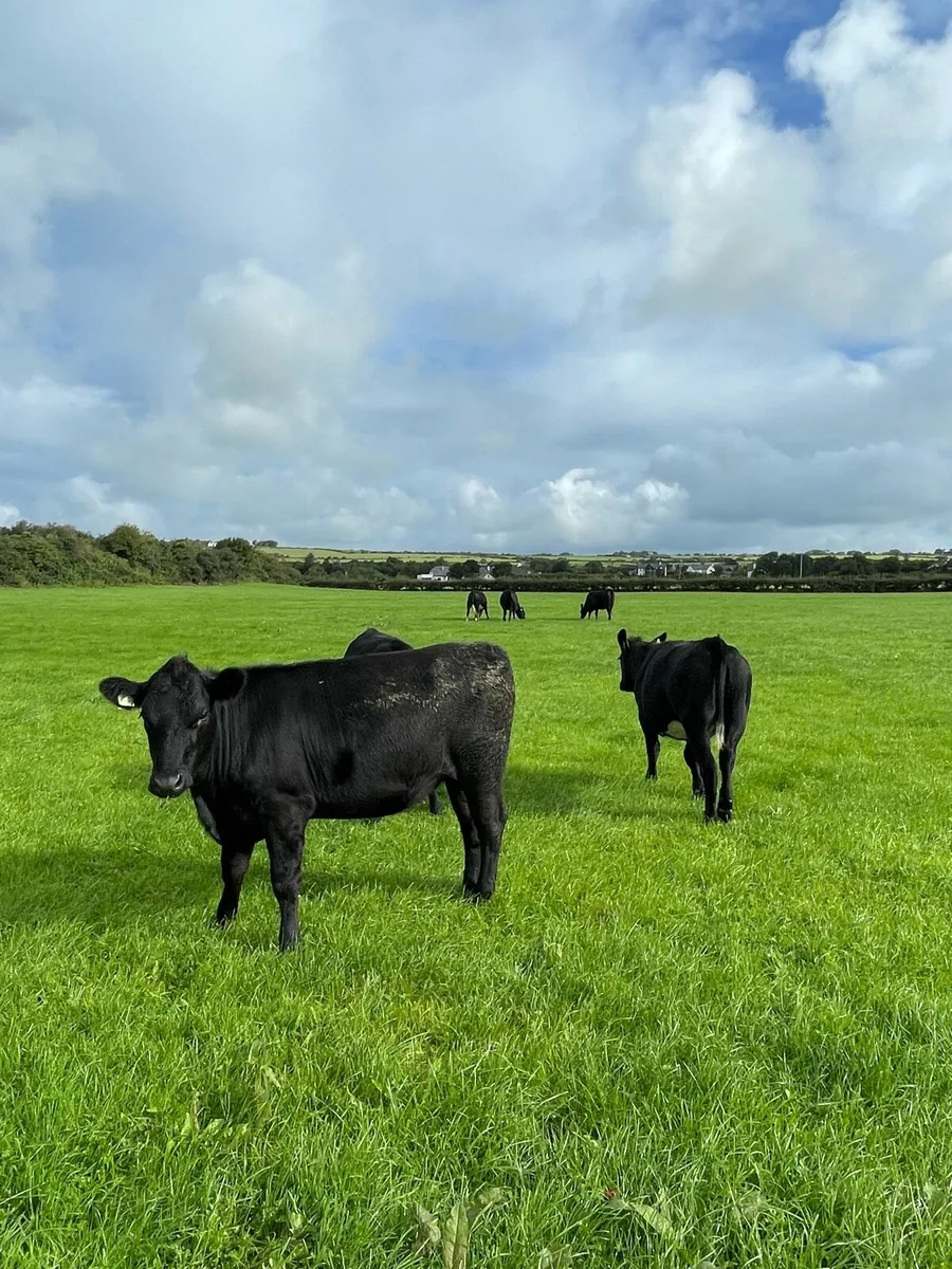 8 angus heifers - Image 3