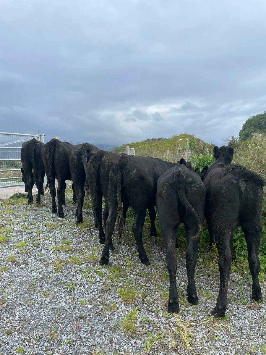 8 angus heifers - Image 4