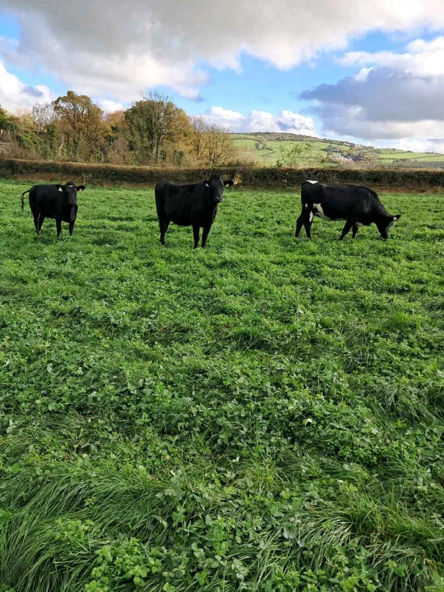 Incalf heifers - Image 1