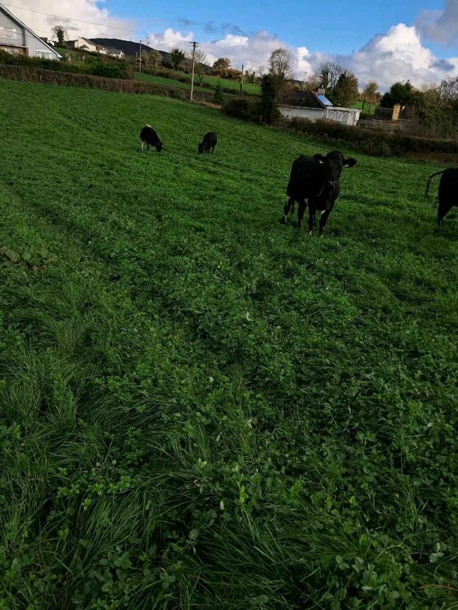 Incalf heifers - Image 2