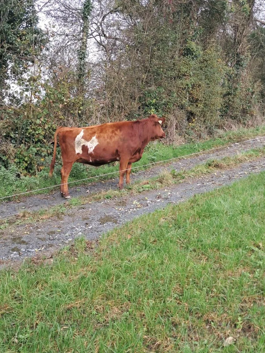 Incalf heifers - Image 3