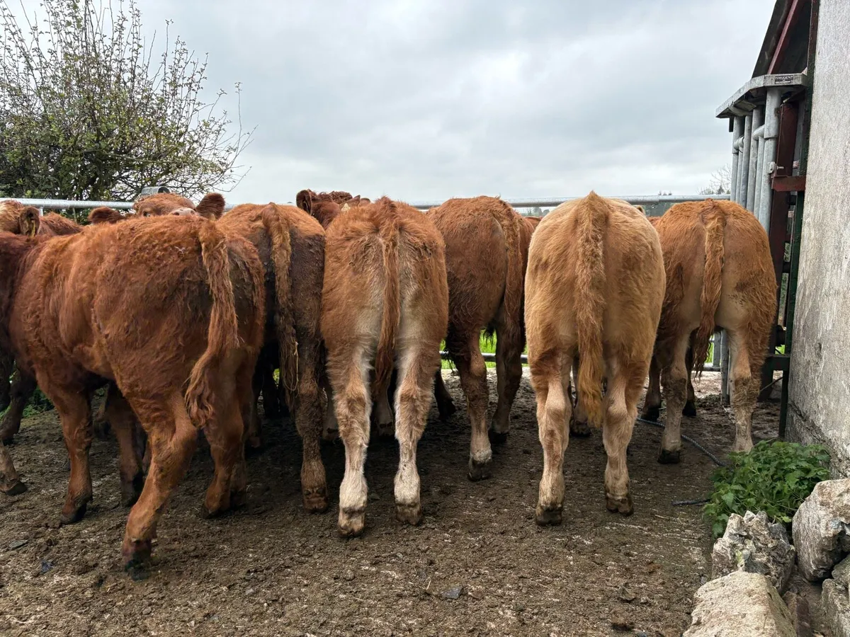 20 smashing  bull Weanlings - Image 1