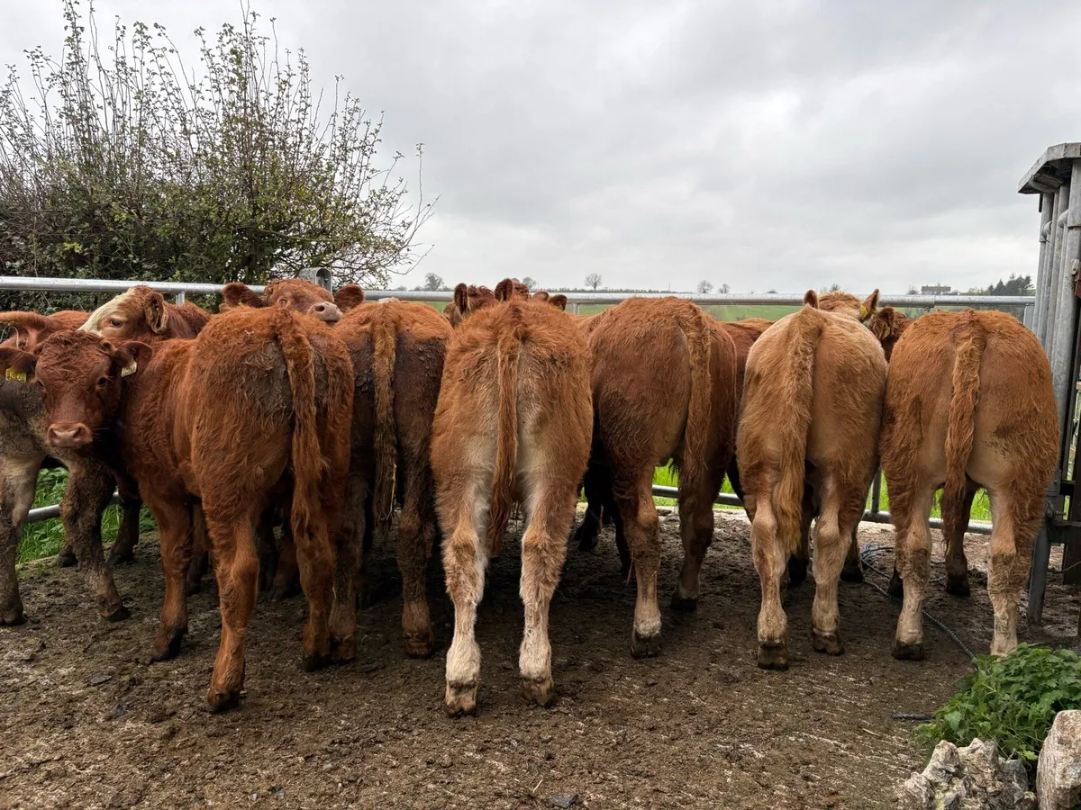 20 smashing  bull Weanlings - Image 2
