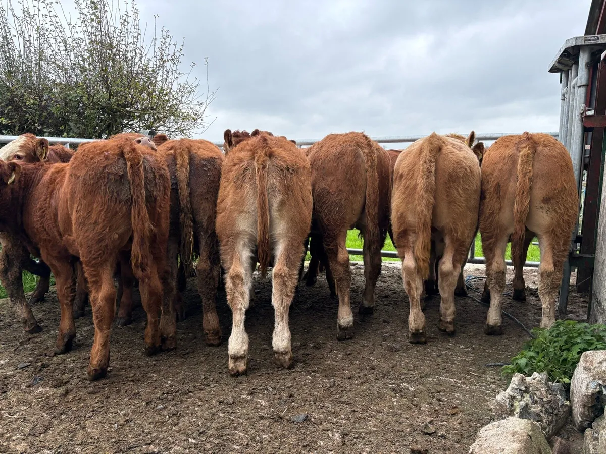 20 smashing  bull Weanlings - Image 3
