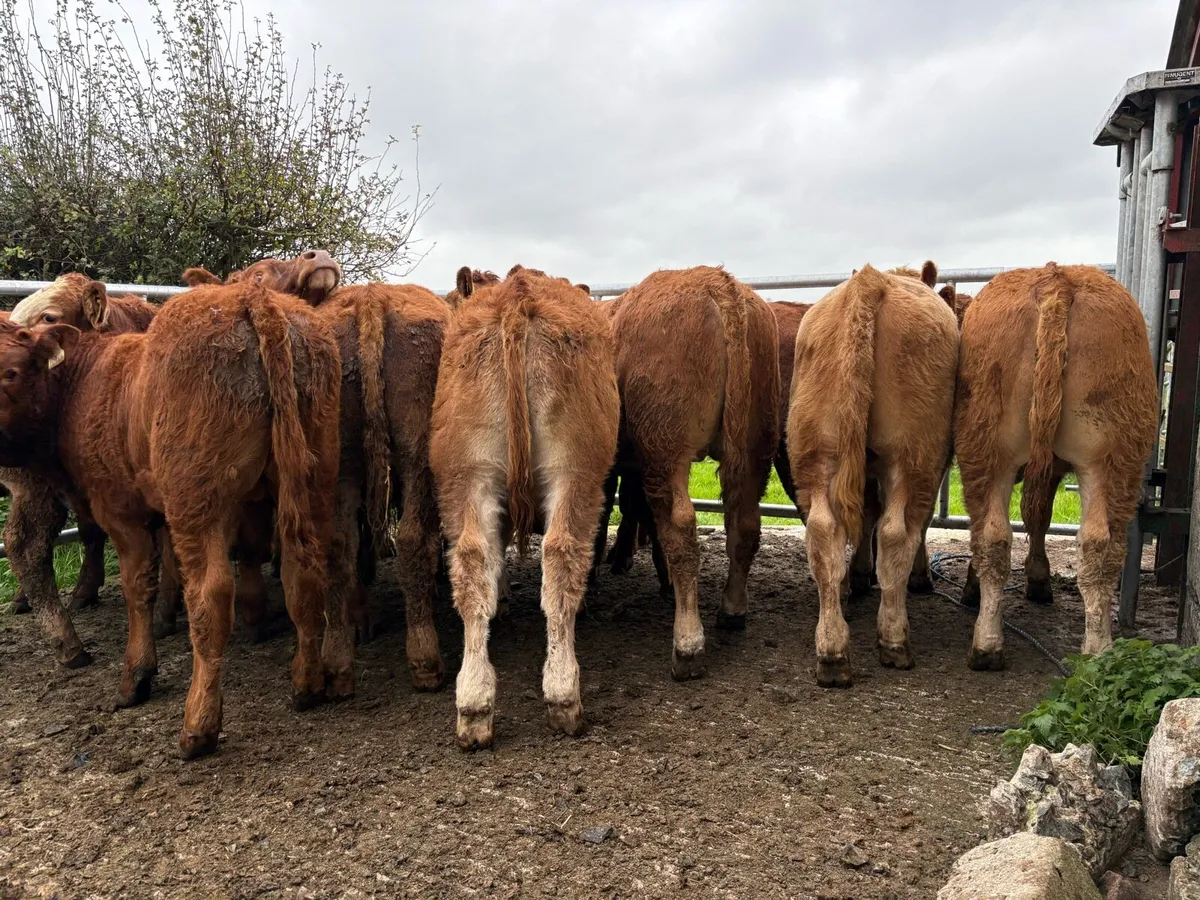 20 smashing  bull Weanlings - Image 4