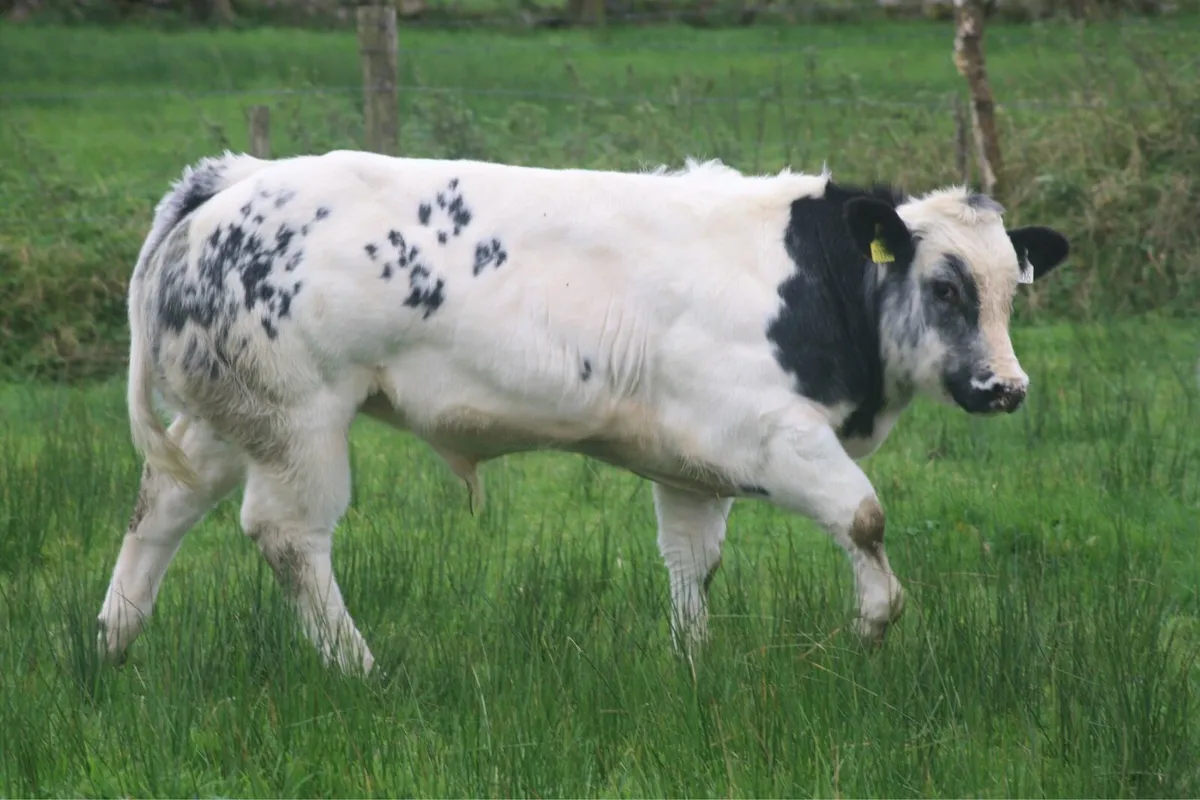 Calves - Image 1