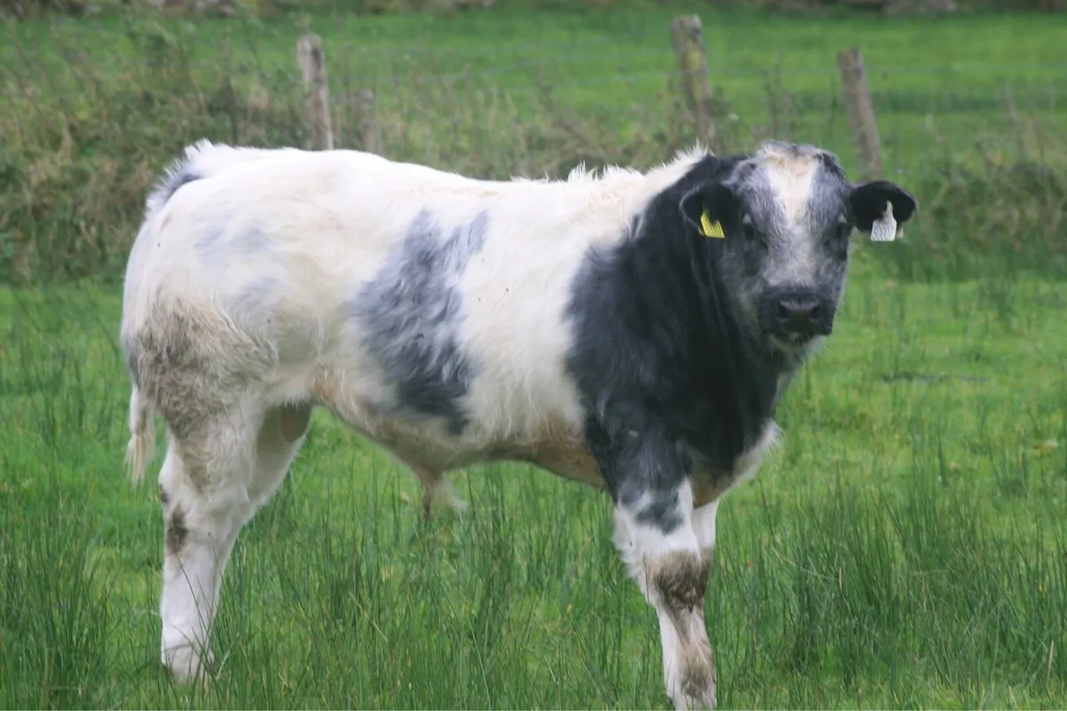 Calves - Image 2