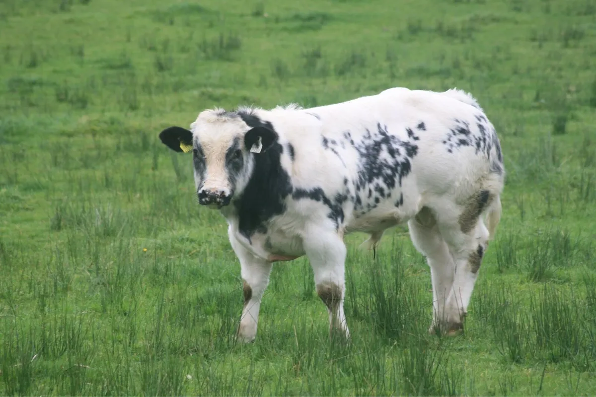 Calves - Image 3