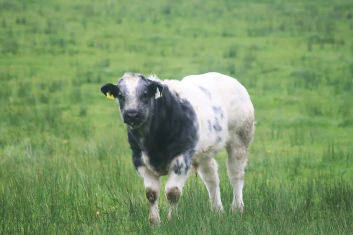 Calves - Image 4