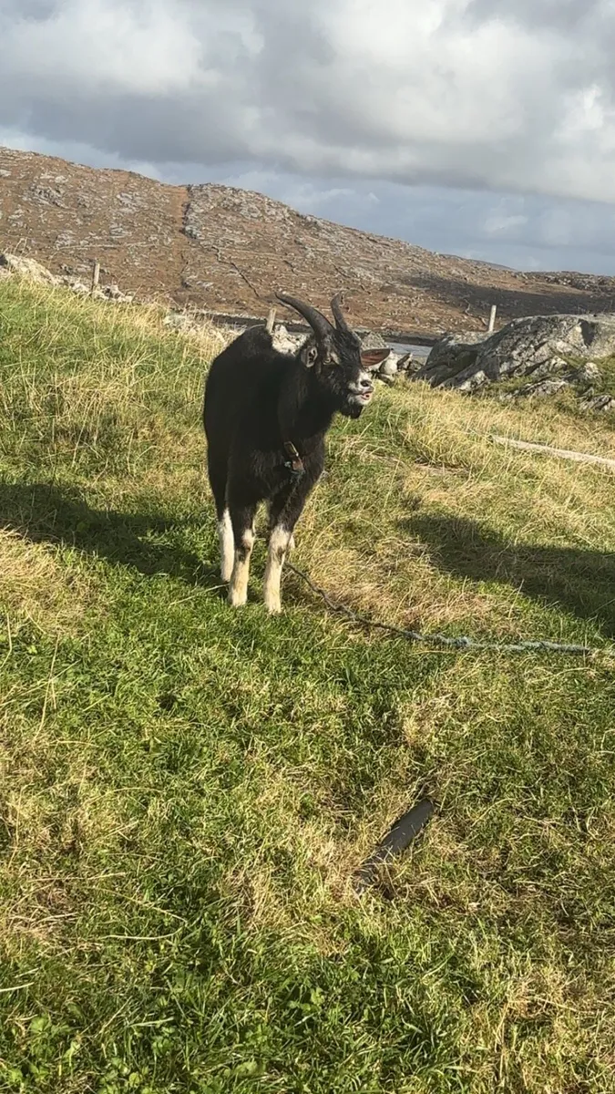 Male goats for sale - Image 1