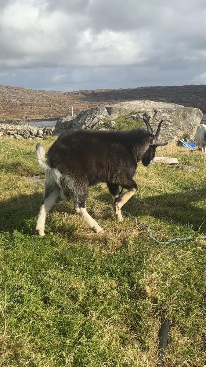 Male goats for sale - Image 2