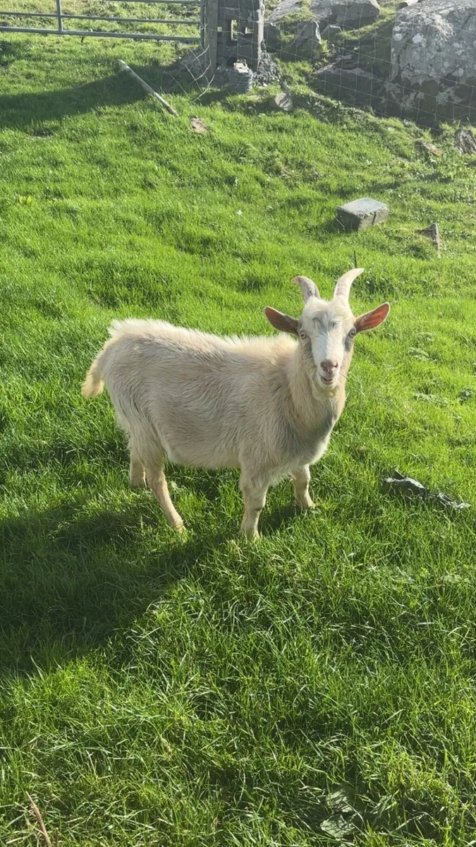 Male goats for sale - Image 3