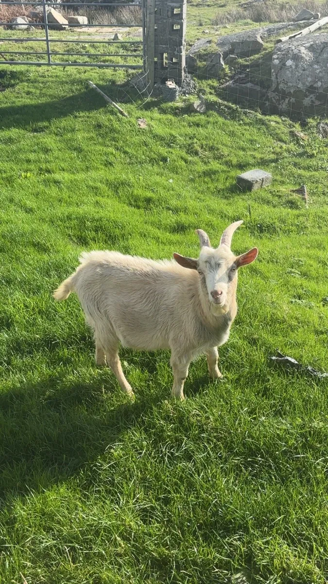 Male goats for sale - Image 4