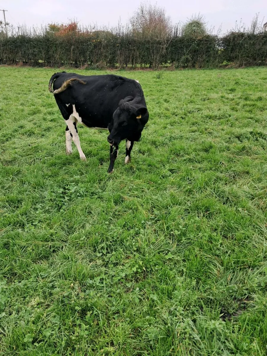 Heifers - Image 1