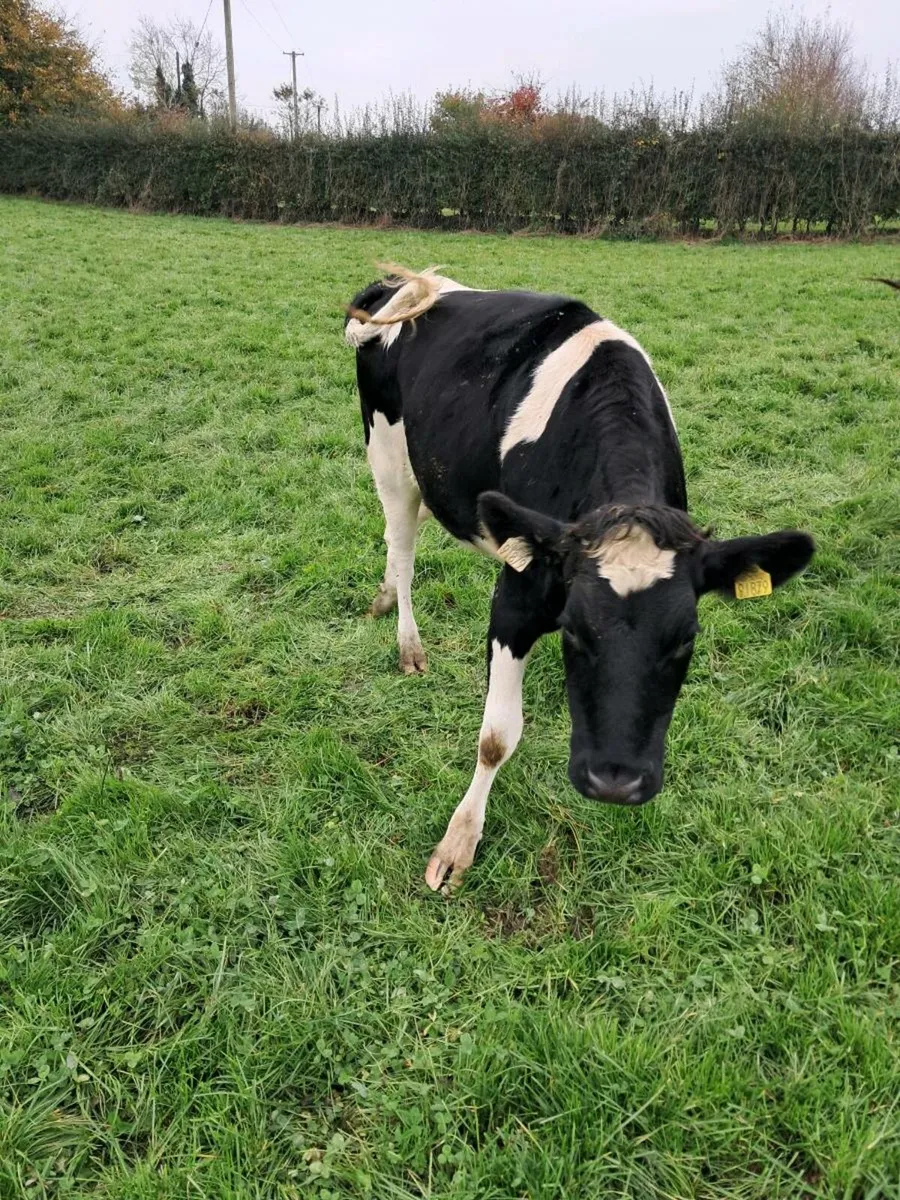 Heifers - Image 2