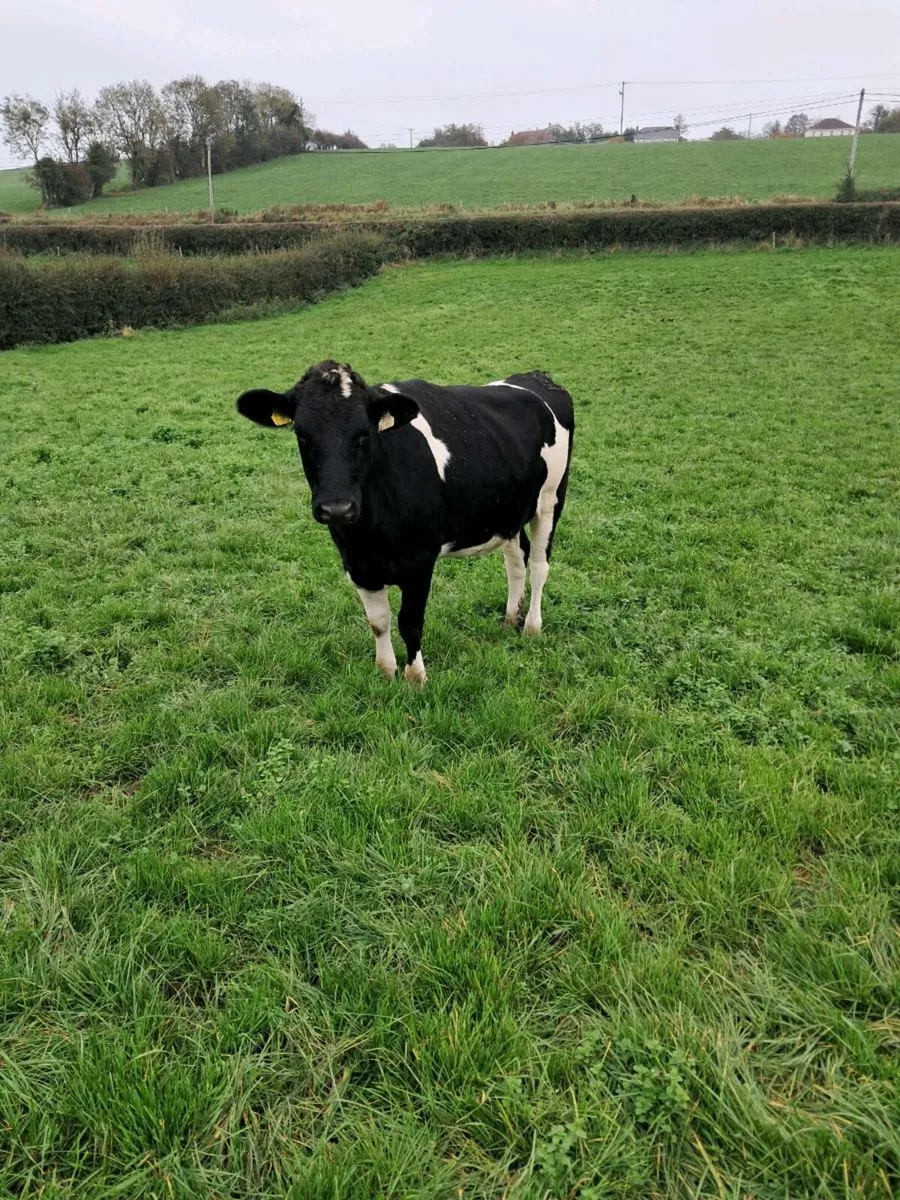 Heifers - Image 3