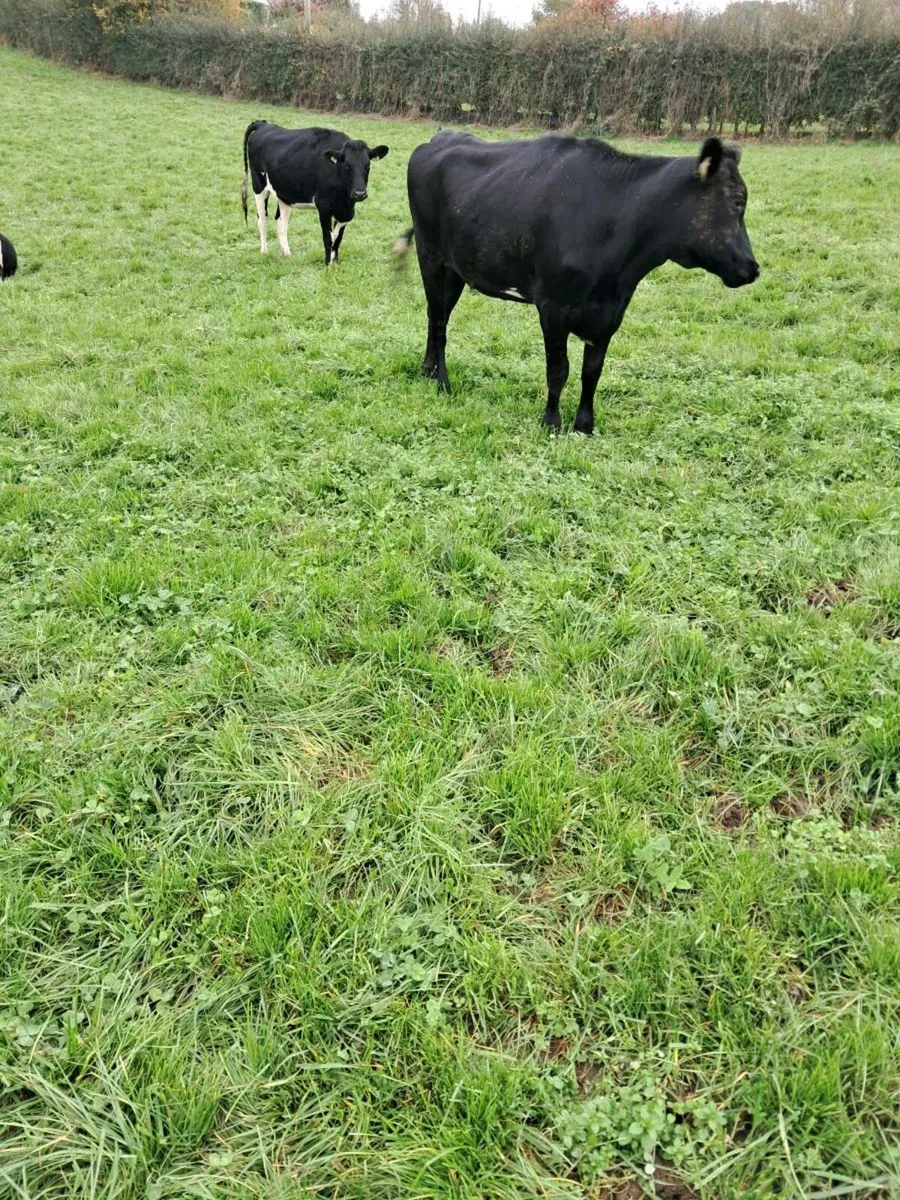 Heifers - Image 4