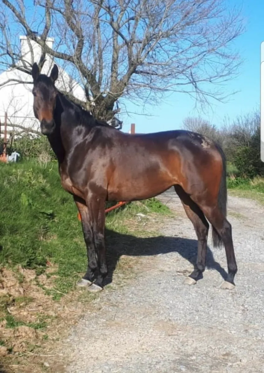 Broodmare ready for early cover - Image 1