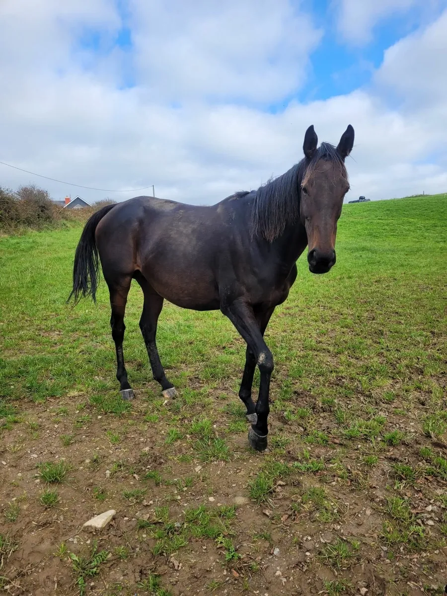 Broodmare ready for early cover - Image 2