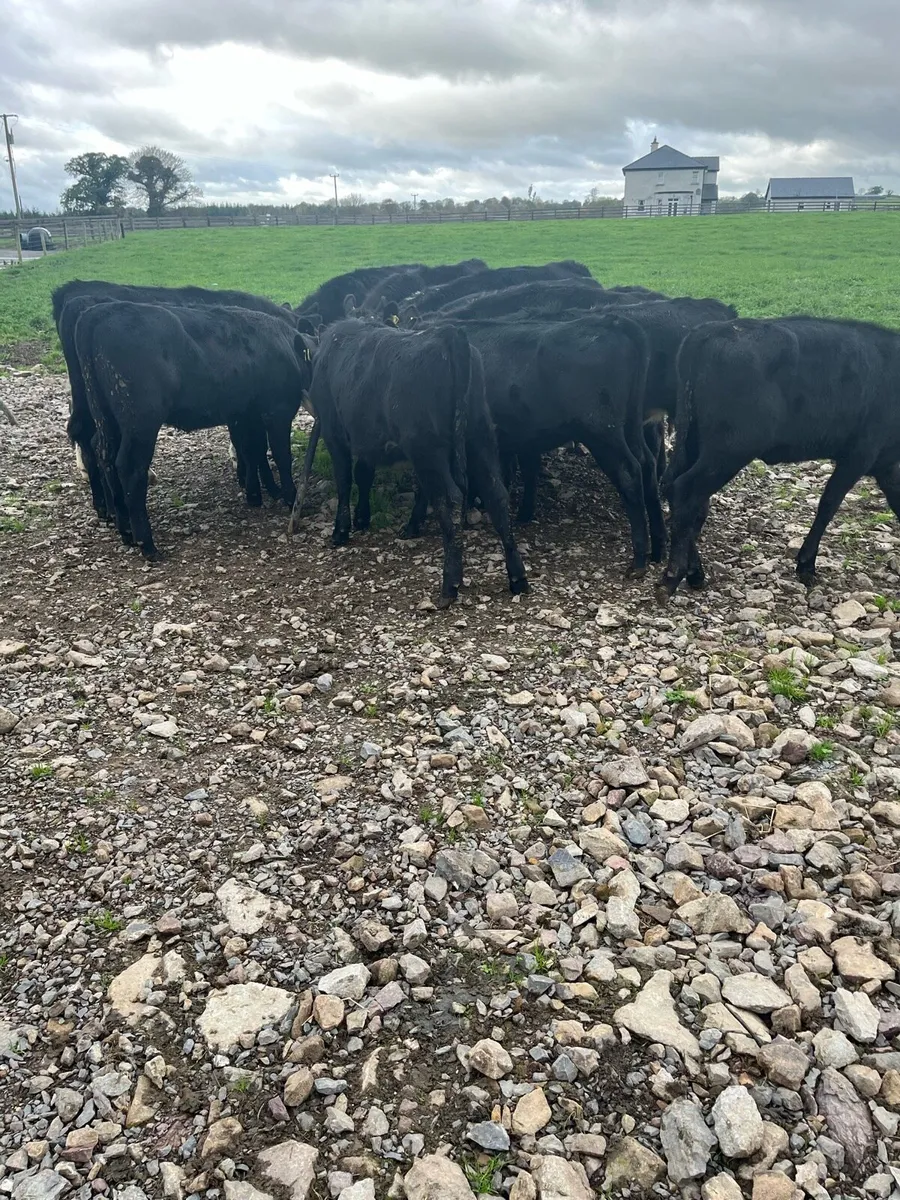 Weanlings - Image 1