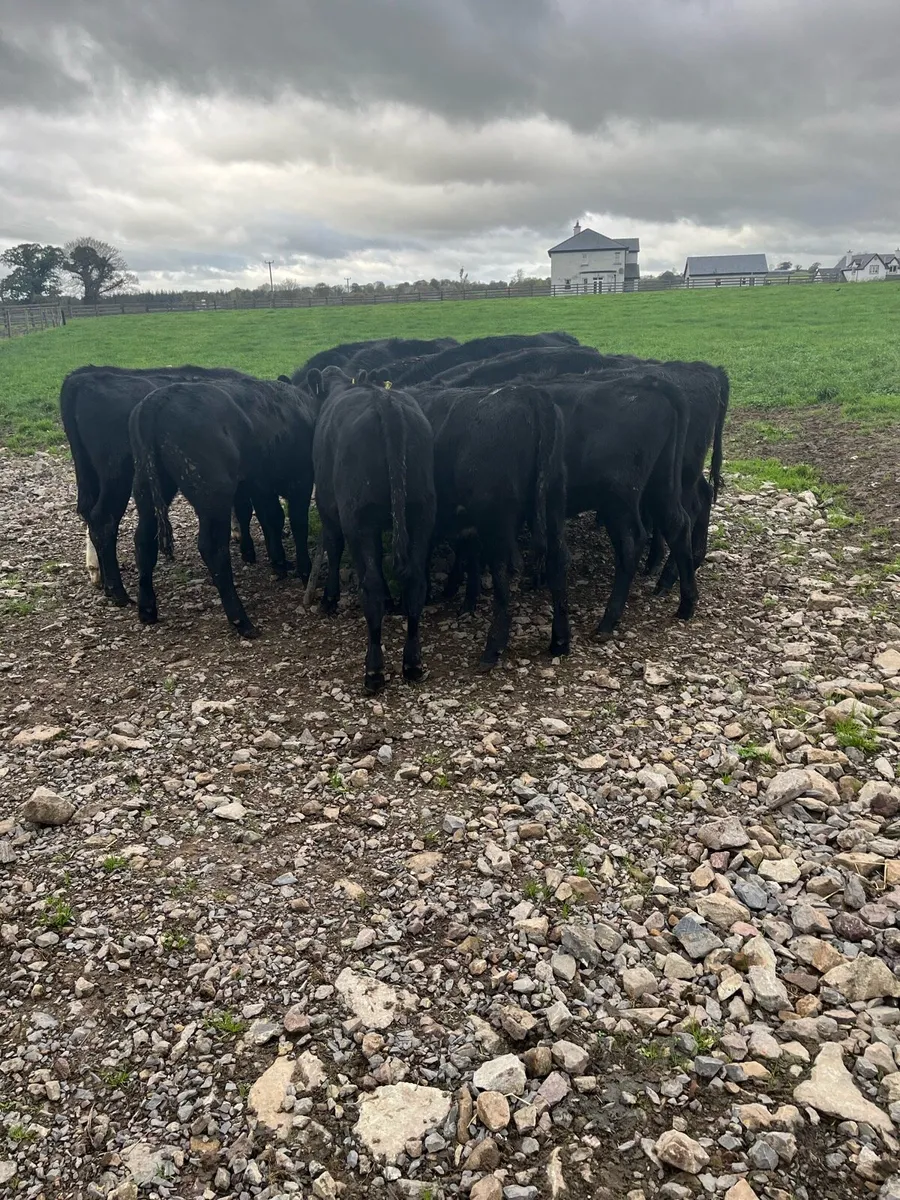 Weanlings - Image 2