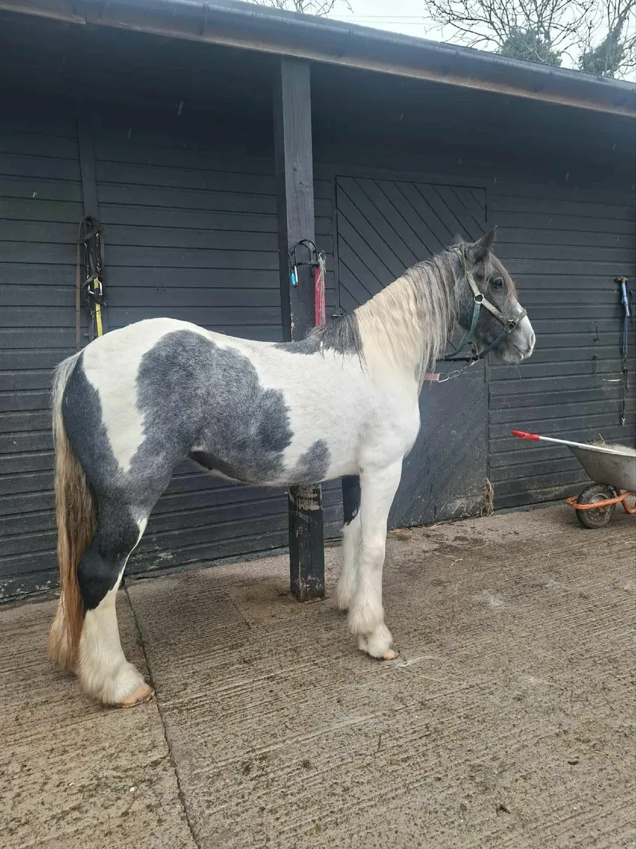 Horse cob x ish - Image 2