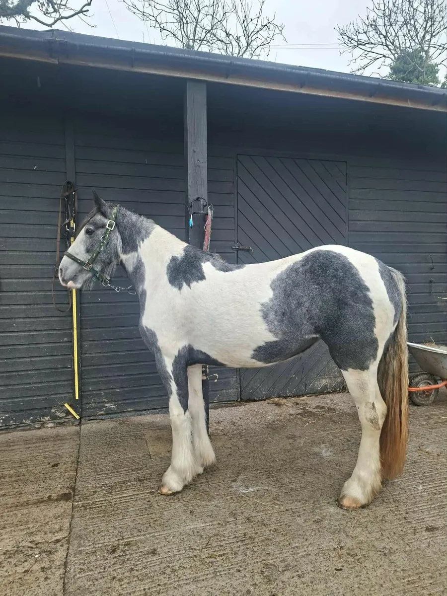 Horse cob x ish - Image 1