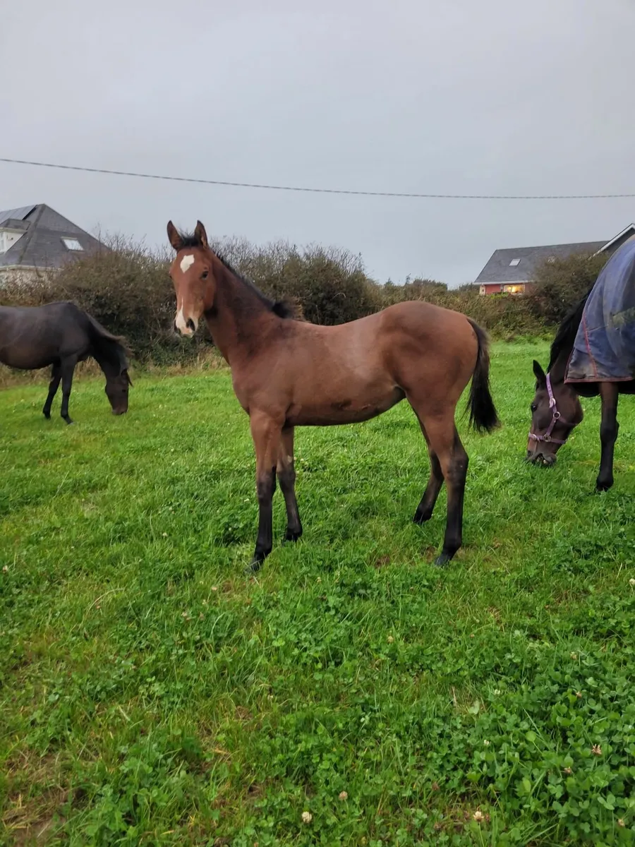 Success Days colt foal - Image 1