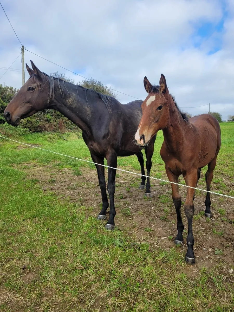 Success Days colt foal - Image 2