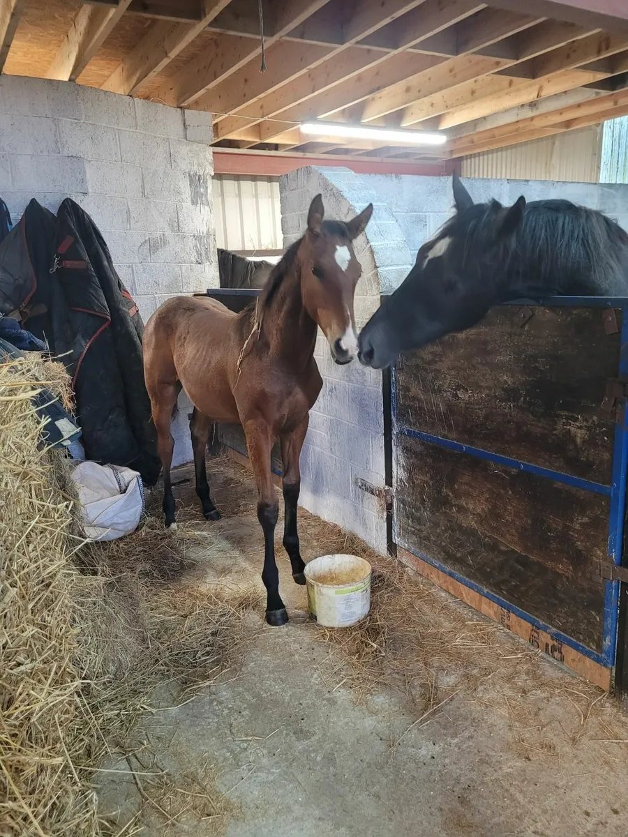 Success Days colt foal - Image 3
