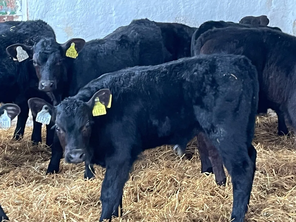 Real Proper AA Bull Calves - Image 1